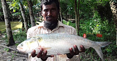 কলাপাড়ায় জেলের জালে ২ কেজি ৫০০ গ্রামর ইলিশ!