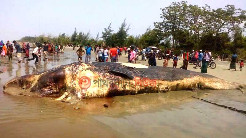 কুয়াকাটা সৈকতে ভেসে এসেছে ৪৫ ফুট লম্বা তিমি