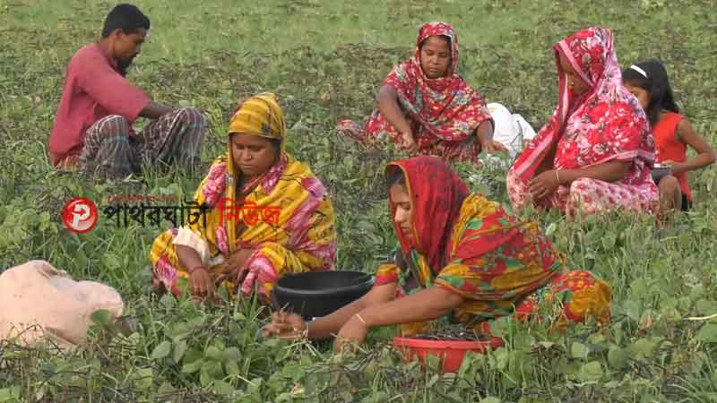 মুগ ডালের বাম্পার ফলন, ক্ষেত থেকে ডাল তুলছে চাষিরা