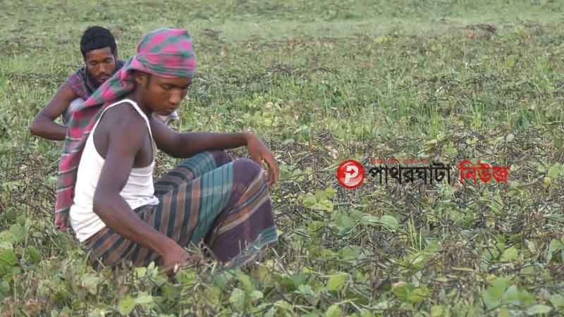 মুগডাল তুলছে চাষিরা