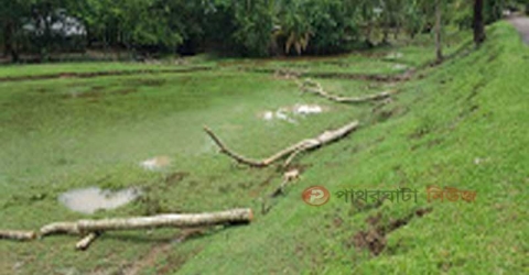 তালতলীতে আওয়ামীলীগ নেতা সবুজ বেস্টুনির গাছ কেটে নিচ্ছে