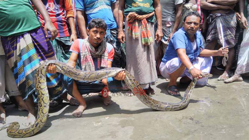 ১০ হাত লম্বা অজগর