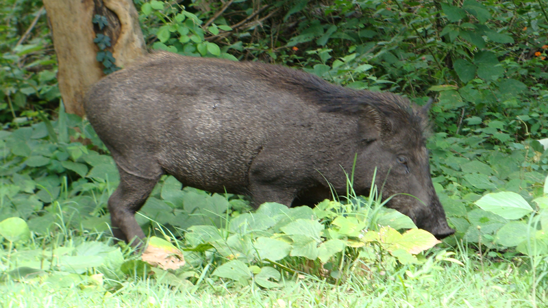 ফাইল ফটো