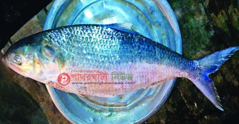 এক ইলিশের দাম ৯০০০ টাকা