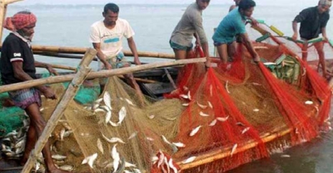 নভেম্বর থেকে ৩০ জুন পর্যন্ত জাটকা শিকারে নিষেধাজ্ঞা