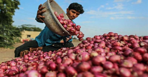 পেঁয়াজ ৫০ পয়সা কেজি দরে বিক্রি হচ্ছে!