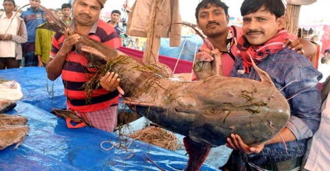 মেলায় ৮০ কেজির বাঘাইর, দাম ১ লাখ ২০ হাজার টাকা