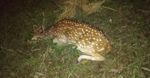 পাথরঘাটার লোকালয়ে উদ্ধারকৃত হরিণ বনে অবমুক্ত (ভিডিও)