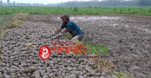 পাথরঘাটায় বৃস্টিতে আলু চাষীর ব্যাপক ক্ষতি (ভিডিও সহ)