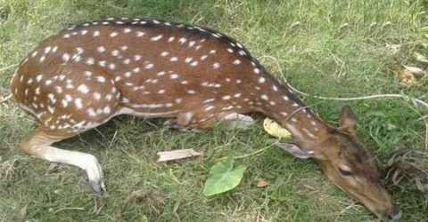 লোকালয়ে হরিণ, বনবিভাগে সোপর্দ