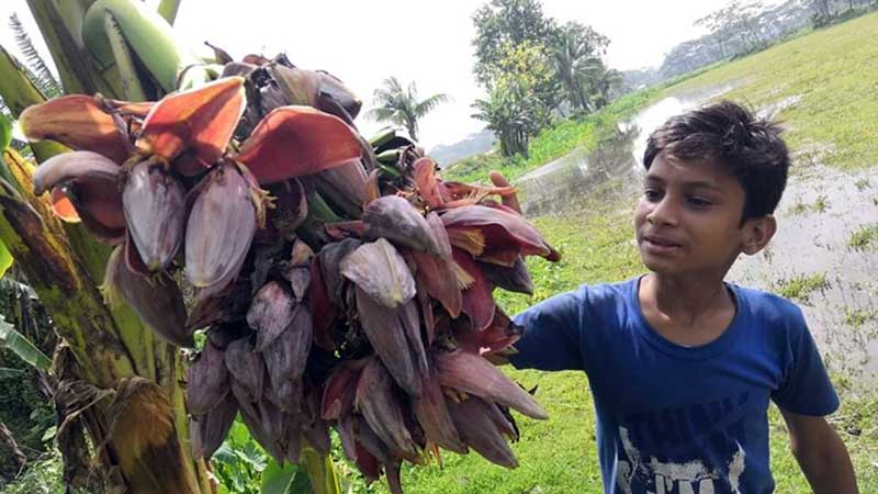 এক কলাগাছে ৩২ মোচা!