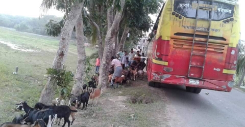 যাত্রীদের সাথে বাসে ঢাকা গেলো অর্ধশত খাসি