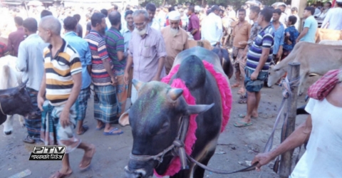 পাথরঘাটায় কোরবানির জন্য চরাঞ্চলের গরুর চাহিদা বেশি