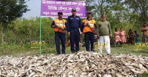 পাথরঘাটায় ২৫মন হাঙ্গরের বাচ্চা জব্দ, ২জনকে জরিমানা (ভিডিও সহ)