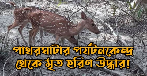 পাথরঘাটার পর্যটনকেন্দ্র থেকে মৃত হরিণ উদ্ধার!