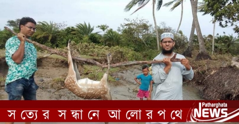 আম্পানে সুন্দরবন থেকে ভেসে আসা মৃত হরিন পাথরঘাটার চরে