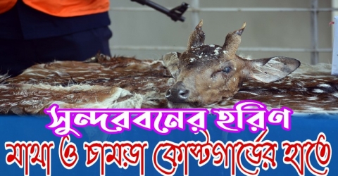 পাথরঘাটায় ব্যাগ ভর্তি হরিণের মাথা ও চামড়া উদ্ধার (ভিডিও সহ)