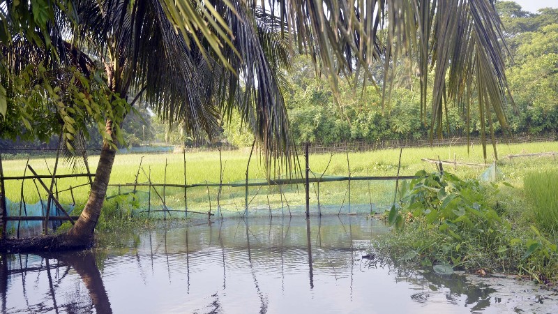 ছবিঃ পাথরঘাটা নিউজ