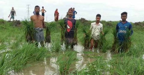 আমতলীতে দুর্বৃত্তরা দুই একর জমির আমনের চারা উপড়ে ফেলেছে