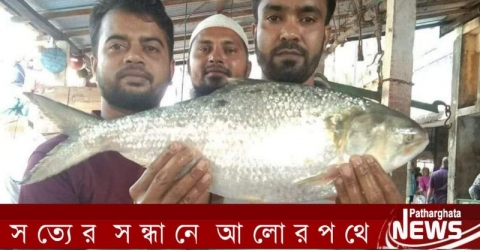 পাথরঘাটায় আড়াই কেজি ওজনের ইলিশ!