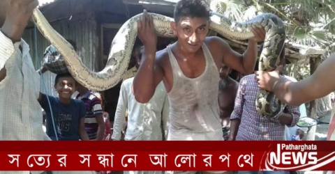 পাথরঘাটায় ৯ হাত লম্বা অজগর সাপ উদ্ধার