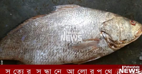 পাথরঘাটায় ভোল মাছের মন সাড়ে ৪ লাখ টাকা