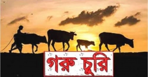 পাথরঘাটায় ১ রাতে ৩টি গরু চুরির অভিযোগ