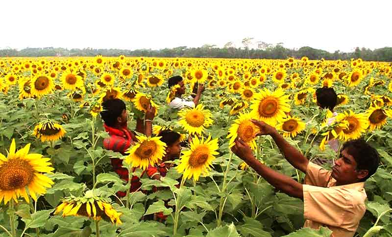 নোনা জলে সোনা ফলে