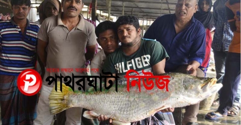 বিষখালীতে জেলের জালে ২০ কেজির কোরাল