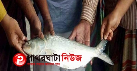 পাথরঘাটায় এক ইলিশের দাম ১৫ হাজার টাকা।