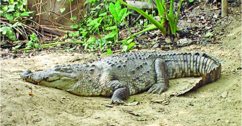 হজরত খানজাহান (রহ.) মাজারের দিঘির কুমিরটি দিঘির পাড়ে গর্ত খুঁড়ে ৬০-৭০টি ডিম পেড়েছে।