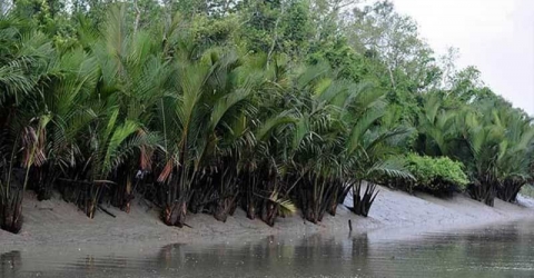 সুন্দরবনে অবৈধভাবে মাছ ধরার অপরাধে ৫ জেলে আটক