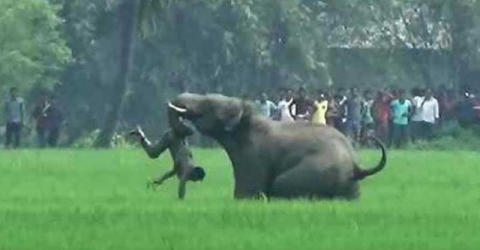 বন্য হাতির আছাড়ে বৃদ্ধা নিহত