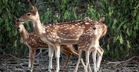 সুন্দরবন থেকে হরিণ ও বন্দুকসহ আটক ২