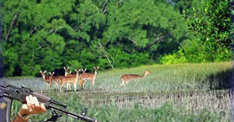 সুন্দরবনে র‌্যাবের সঙ্গে বন্দুকযুদ্ধে দুই বনদস্যু নিহত