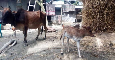 গরুর ৩ পাবিশিষ্ট বাচ্চা প্রসব