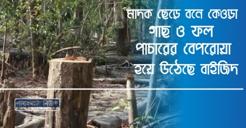 পথরঘাটায় মাদক ছেড়ে বনে কেওড়া গাছ ও ফল পাচারের বেপরোয়া হয়ে উঠেছে বাইজিদ