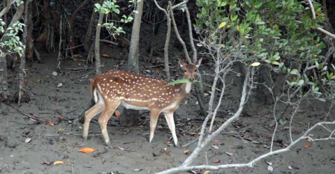 সুন্দরবনে হরিণ শিকাররের সময় ৩ ট্রলারসহ আটক ৬০