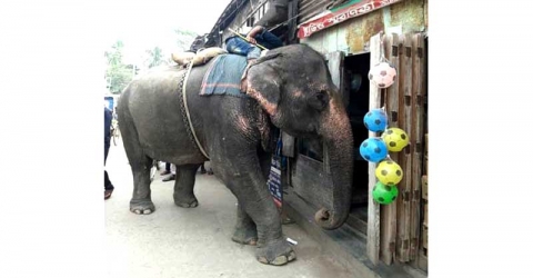 আমতলীতে হাতি দিয়ে চলছে চাঁদাবাজি!