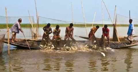 আজ মধ্য রাত থেকে ২মাস ইলিশ শিকার নিষিদ্ধ