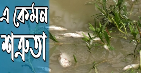 দুর্যোগের সময়েও পাথরঘাটায় মাছের সাথে এ কেমন সত্রুতা!