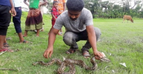 মঠবাড়িয়ায় গৃহস্থের সবজি ক্ষেতের জালে অজগর