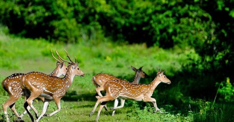 পাথরঘাটা খালে বিষ দিয়ে মাছ শিকার, পানি খেয়ে মারা পরছে বন্য প্রানী