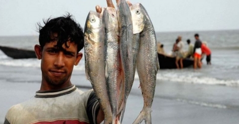 ইলিশ: বাংলাদেশে যেসব কারণে এখন ধরা পড়ছে ঝাঁকে ঝাঁকে