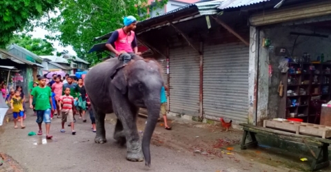 বেতাগীতে হাতি দিয়ে চাঁদাবাজি!